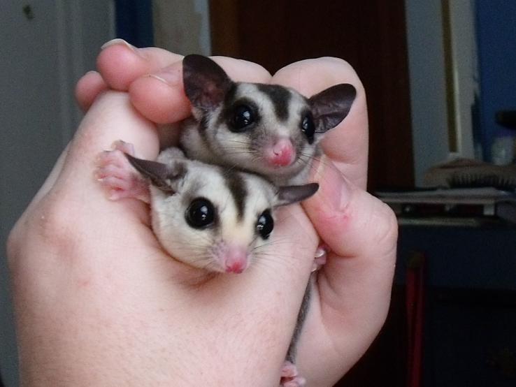 grey sugar glider grey sugar glider